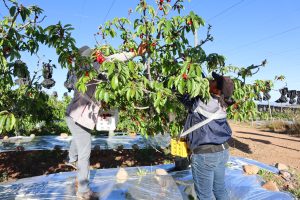 La carrera por la cereza ultra temprana en la que Perú busca dar el salto