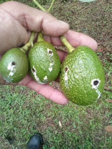 Monitoreos y control  biológico para tener a raya a  Stenoma Catenifer