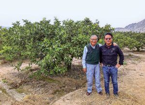Del Japón a Perú: la historia de las satsumas