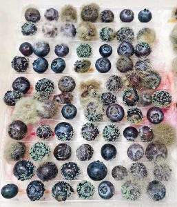 Estrategias de monitoreo de los  fitopatógenos durante la pre y poscosecha