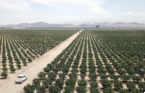 Vanguard Group International adquiere 478 hectáreas en Perú para uva de mesa