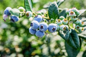 “En Perú y México, de todas las variedades que he observado, las que mejor han afrontado el estrés climático han sido Blue Madeira, Blue Manila y Blue Maldiva”
