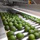 Chile, el nuevo destino de Aguacates Planet