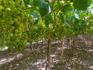 Bloom Fresh consigue la eliminación de 110 hectáreas de variedades plantadas ilegalmente en Perú