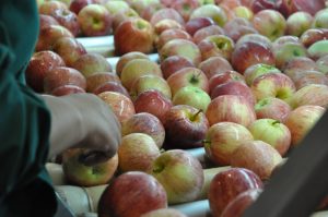 Se reabre mercado peruano para manzanas y carozos chilenos tras gestiones del SAG e implementación del sector privado