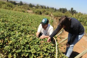 Desarrollarán tecnología basada en cepas de levadura para extender vida útil de berries