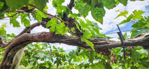 Y las lluvias trajeron… Mayor presencia de enfermedad de la madera