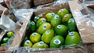 Por primera vez a través de vía marítima, Colombia exporta mango de azúcar hacia EE UU