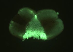 Cómo el cambio climático y la falta de información está afectando la producción de cerezas