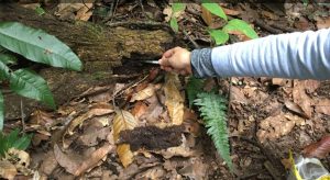 Con el uso de levaduras nativas lograrían convertir residuos de caña en etanol