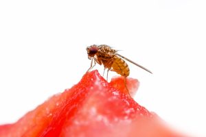 Avances de investigaciones francesas en Drosophila suzukii