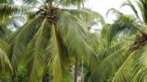 Herramientas actuales para el control de pudriciones en palma de aceite