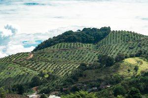 Consideraciones sobre la productividad del aguacate  en un ambiente cambiante