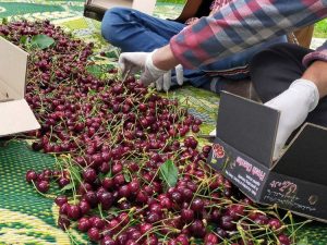 Pakistan exportó su primer cargamento de cerezas a China