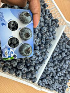 Los bioestimulantes permiten alcanzar rendimientos y calidades superiores en los campos