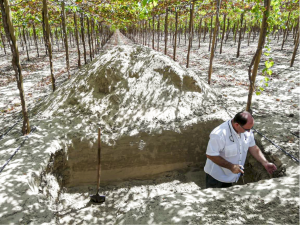 Innovación sustentable para el uso eficiente del agua y mejora en la calidad de los cultivos