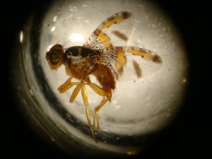SAG intensifica despliegue operativo para detección de mosca de la fruta