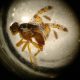 SAG intensifica despliegue operativo para detección de mosca de la fruta