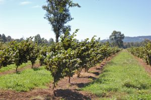 Bases para el aprovechamiento de la biología del suelo en avellano