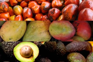 Mango, aguacate y chontaduro, frutas aliadas en la transformación agroindustrial