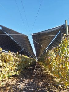 Innovación en el control de la radiación con Agricooler
