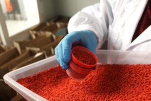 La técnica de insectos estériles con que Chile controla la mosca de la fruta