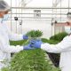 De Colombia para el mundo: exportan clones de cannabis micropropagados a Europa