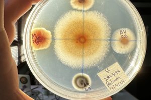 Universidad chilena busca controlar el revirado del pino con hongos endófitos