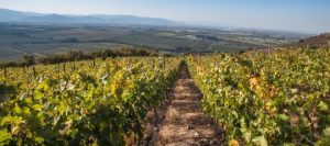 Seminario internacional abordará estrategias innovadoras para la gestión del agua en viñedos