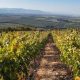 Seminario internacional abordará estrategias innovadoras para la gestión del agua en viñedos
