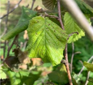 Xanthomonas arboricola pv. corylina, una amenaza para el cultivo de avellano europeo en Chile