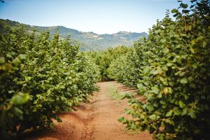 La vía adecuada para conseguir huertos de avellanos homogéneamente productivos