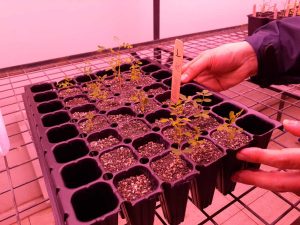 Trasladan plantas de toromiro desde Chillán a Rapa Nui