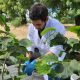 Feria tecnológica de INIA en Chillán abordará avances en bioinsumos y control biológico