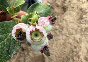 Alta radiación solar, un problema latente