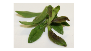 Investigadores identifican en España a dañino virus que afecta al pimiento