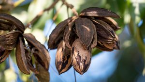 El éxito de Grupo Real Torio con tecnología WiseConn