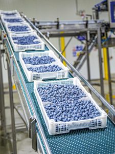 Envíos de arándano peruano a Europa registran fuerte avance en la campaña 2025–26