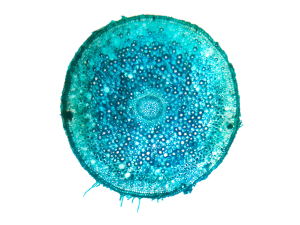 Simbiosis micorrícica, una alianza estratégica para la supervivencia vegetal