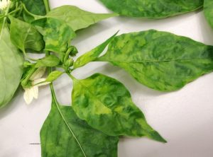 Identifican un nuevo virus que afecta al pimiento