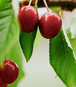 Historias empresariales: érase una vez un cerezo en Perú