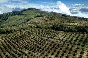 Agroindustria colombiana del aguacate Hass ingresa al mercado de los bonos de carbono