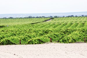 Impacto de la aplicación de fósforo y selección del fertilizante