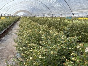 El arándano como instrumento de diversificación productiva