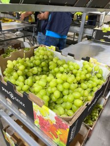 Japón ingresará al top 5 de mercados para la uva de mesa de Perú en el corto plazo