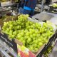 Japón ingresará al top 5 de mercados para la uva de mesa de Perú en el corto plazo