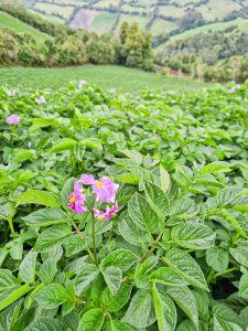 Un nuevo enfoque para la agricultura orgánica