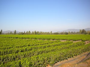 La consigna es comenzar con plantas sanas