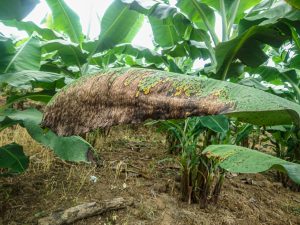 Manejo de sigatoka negra en banano: Alternativas al control químico