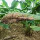 Manejo de sigatoka negra en banano: Alternativas al control químico
